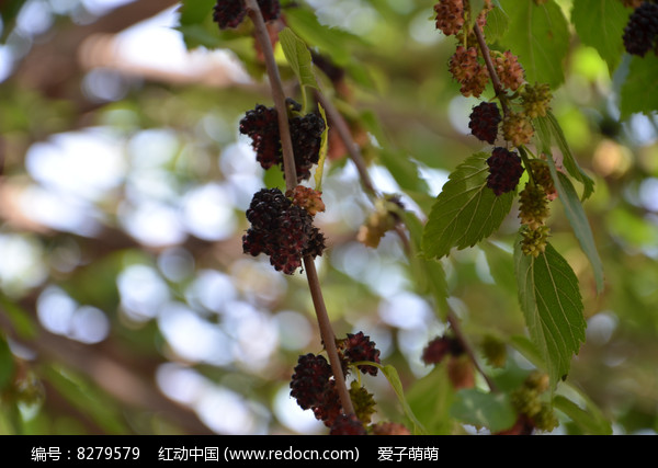 桑葚压满枝