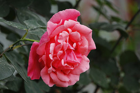 ʢ����õ�廨