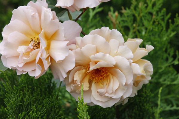 ˫��ǳ�ջƺ�ɫ���¼���