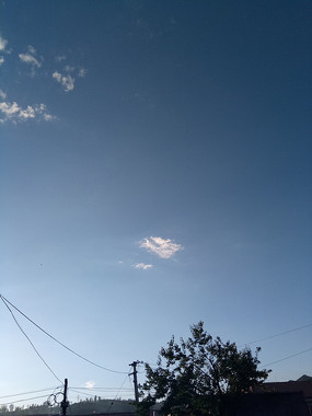 树枝上的青天图片