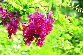 �������ϻ���