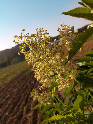 �����������÷ͼƬ