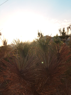 ����ֲ������