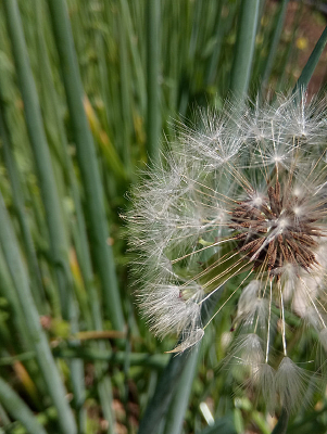 ��ɫ���ѹ�Ӣ����ͼƬ