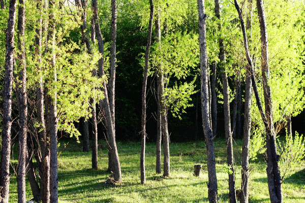 ����ɭ�ַ羰ͼƬ