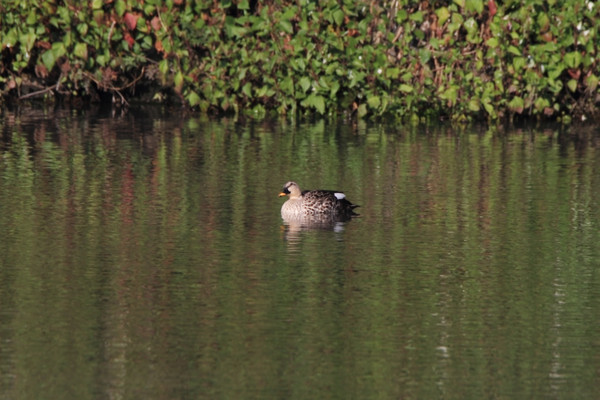 �������Ե�ҰѼ