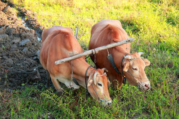 ������ţСЪ