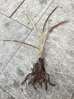 �ɿݵ���������