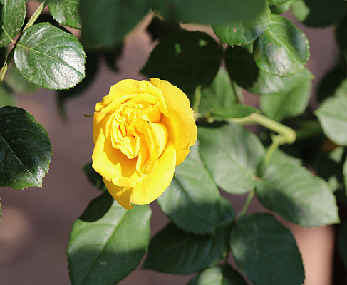 ��ɫ�¼���