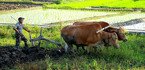 ��ţ����