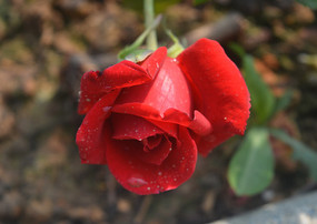 ���ŵ�õ��