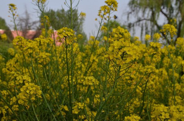 ����������Ͳ˻�