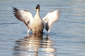 �Ĵ����ҰѼ