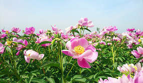 ��ҩ���ػ���