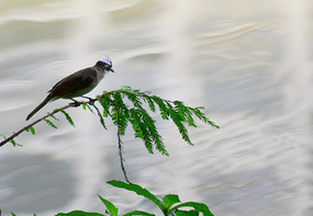 ��֦�ϵ�С��