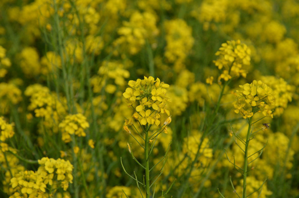 ��д�µ��Ͳ˻�