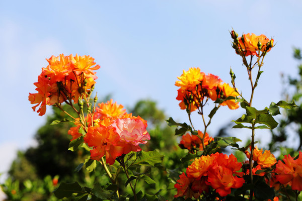 ���¼���