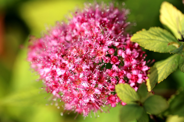 ���޵�Ұɽ��