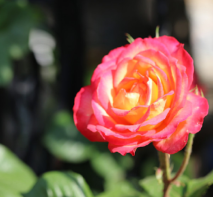 ���޵��¼���