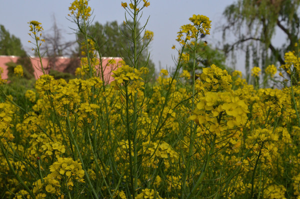 ϸϸ���Ͳ˻�