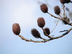 ҩ��ֲ�ﻯ����