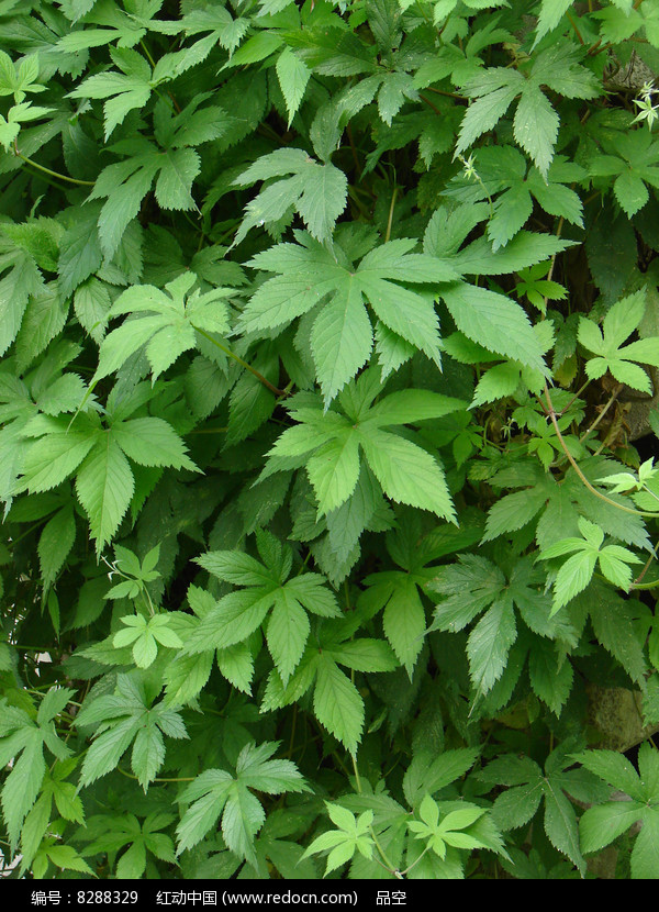 藥用植物葎草