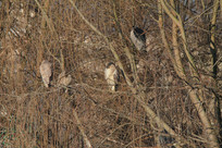 һȺ��Ȼ��˯����Ϣ�е�ҹ��