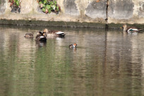 һȺ������ë��ҰѼ