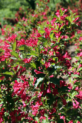 ��ɫ������