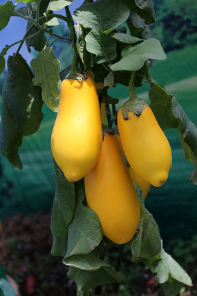 ��ɫ����