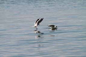 ��ֻ����Ÿ