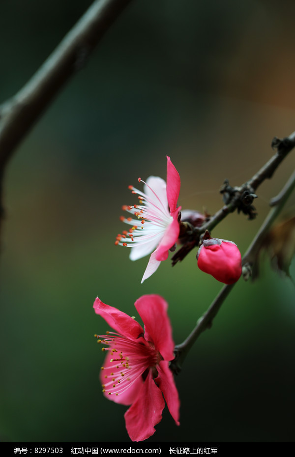 山桃花图片高清大图图片