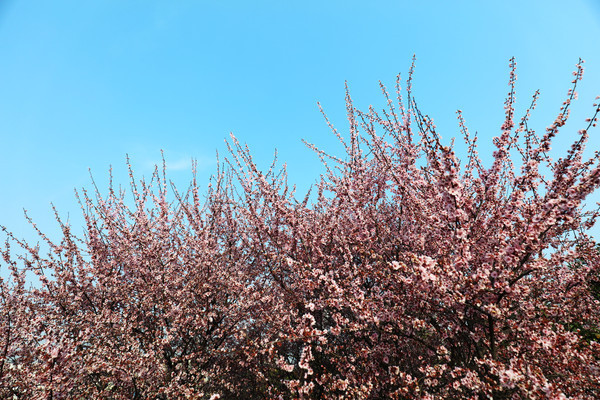 ������յ�ӣ��