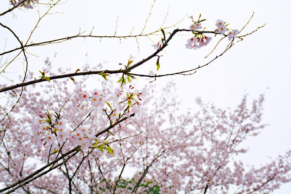 �人��ѧ���ӣ��