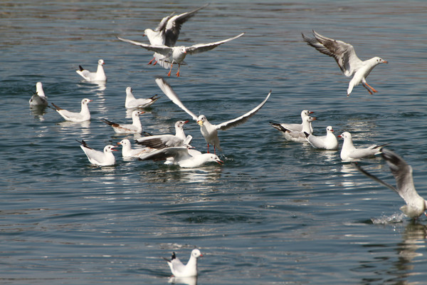 һȺ����ʳ��ĺ���Ÿ