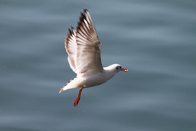 �ҵ�ʳ��ĺ���Ÿ