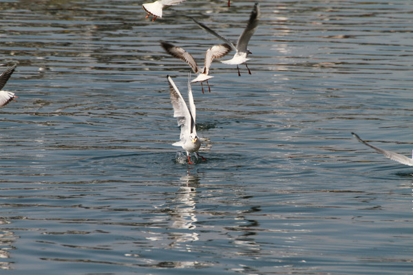 ����ʳ��ĺ���Ÿ