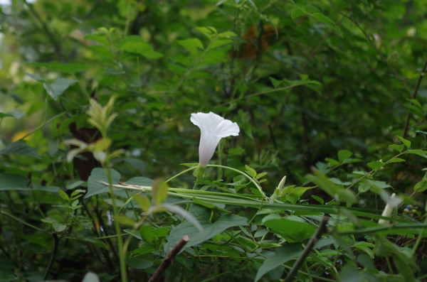 ��ɫ���Ȼ�