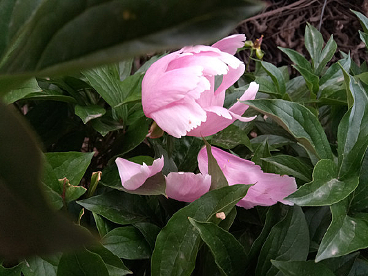 ��Ҷ���еķ�ɫ���ֻ�ͼƬ