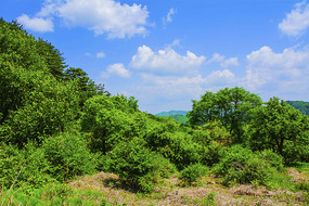 ǧɽľ�������������