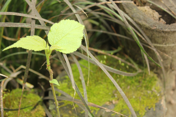 ���ʵ���ѿͼƬ