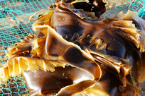 ������Ʒ