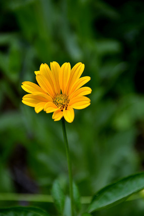 һ��δ��ȫ���ŵĻ�ɫ����