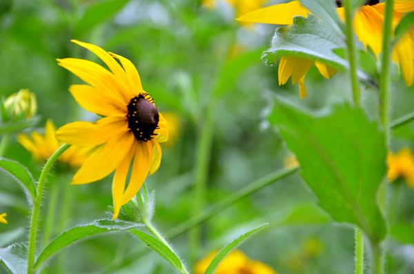 ӭ�ŷ�Ľ���