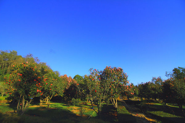 ׳�۵Ĳ軨����