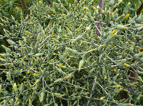 �˻�����