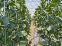 ������ܹ�