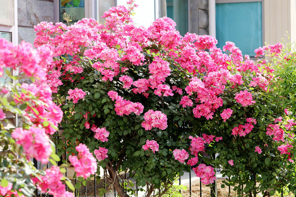 ��ɫ�Ļ���