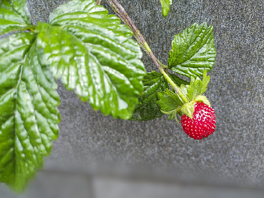 ��ݮ����ˮ��