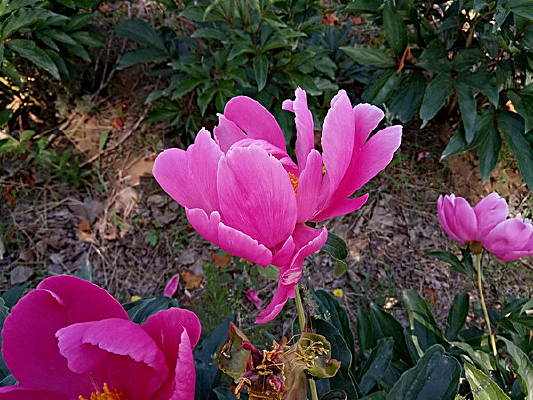 �������ֻ�ͼƬ